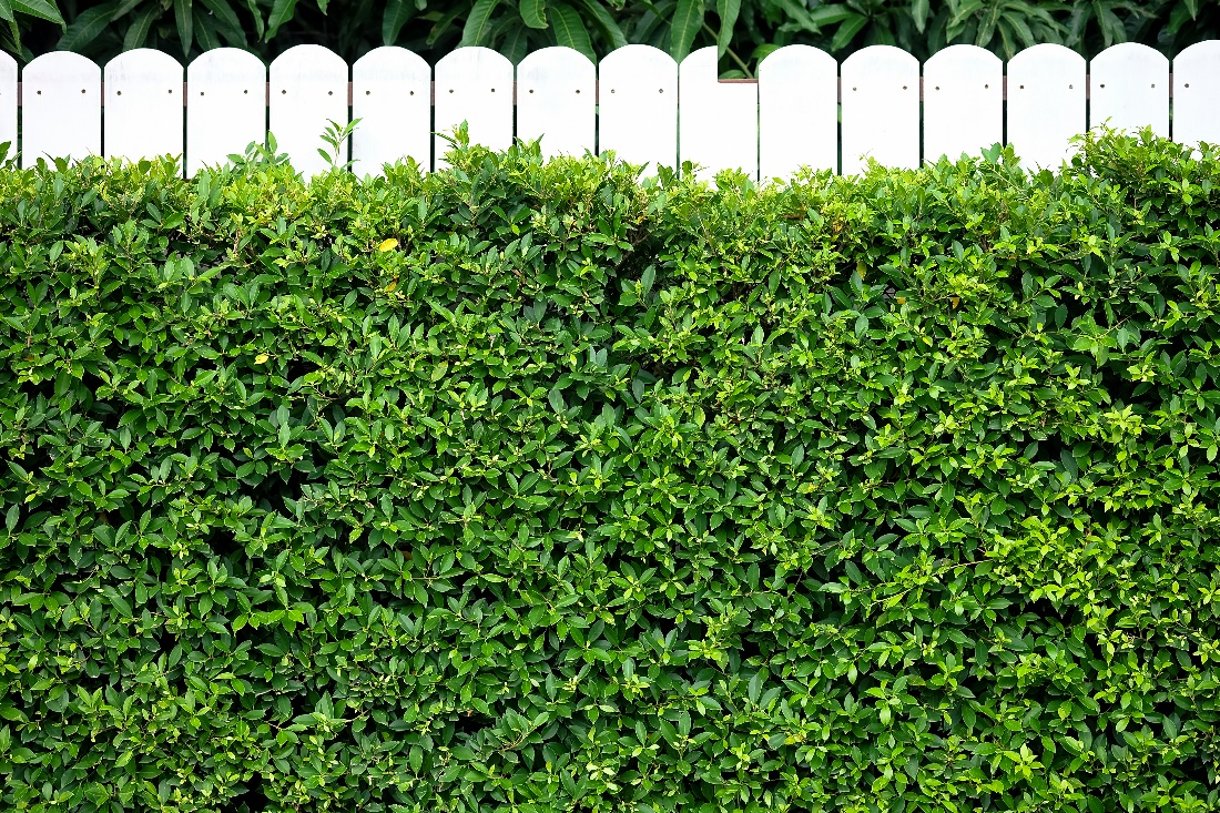 Landscape Privacy Fence Ideas Vero Beach and Sebastian FL
